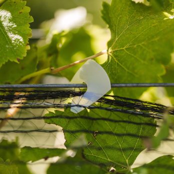 Vineyard Net Clips (Bread Clip)